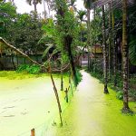 কাউনিয়ায় পানি নিষ্কাশনের পাইপ ভরাটের অভিযোগ, জলাবদ্ধতায় দুর্ভোগে কয়েকটি পরিবার, প্রশাসনের হস্তক্ষেপ দাবি