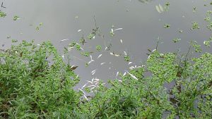 IMG-20260917-WA0015