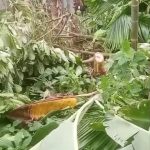 পীরগাছায় বসতভিটা দখল চক্রান্ত ও বেড়ার ঘর ভাঙার হুমকি, রক্তক্ষয়ী সংঘর্ষের আশঙ্কা