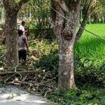 পীরগাছায় সরকারি রাস্তার আমগাছ কেটে বিক্রির অভিযোগ, সংরক্ষিত নারী ইউপি সদস্য অভিযুক্ত