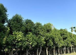 IMG_20261026_184240